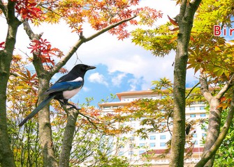 The whispering of birds and the fragrance of flowers